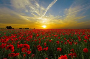 sunset-field-poppy-sun-priroda
